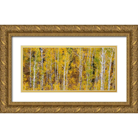 USA-Idaho-Highway 36 west of Liberty and hillsides covered with Aspens in autumn panorama Gold Ornate Wood Framed Art Print with Double Matting by Gulin, Sylvia