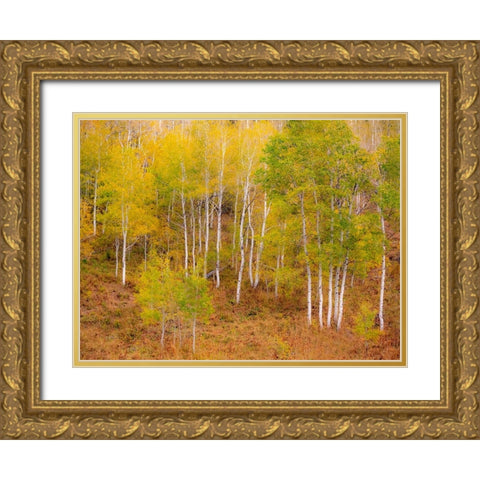 USA-Idaho-Highway 36 west of Liberty and hillsides covered with Aspens in autumn Gold Ornate Wood Framed Art Print with Double Matting by Gulin, Sylvia