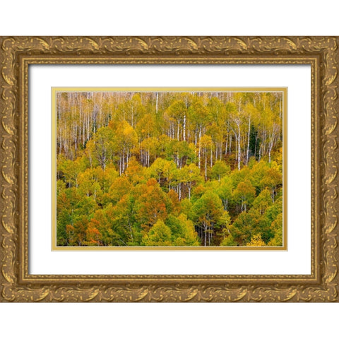 USA-Idaho-Highway 36 west of Liberty and hillsides covered with Aspens in autumn Gold Ornate Wood Framed Art Print with Double Matting by Gulin, Sylvia