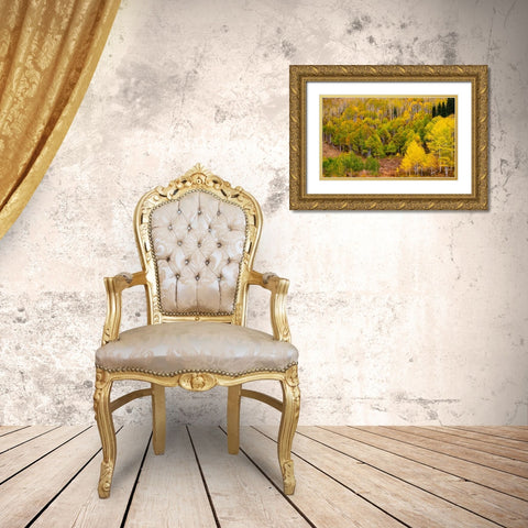 USA-Idaho-Highway 36 west of Liberty and hillsides covered with Aspens in autumn Gold Ornate Wood Framed Art Print with Double Matting by Gulin, Sylvia