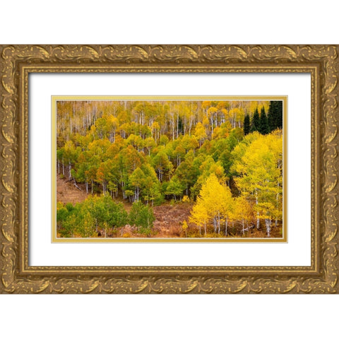 USA-Idaho-Highway 36 west of Liberty and hillsides covered with Aspens in autumn Gold Ornate Wood Framed Art Print with Double Matting by Gulin, Sylvia