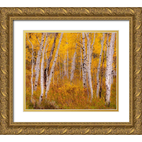 USA-Idaho-Highway 36 west of Liberty and hillsides covered with Aspens in autumn Gold Ornate Wood Framed Art Print with Double Matting by Gulin, Sylvia