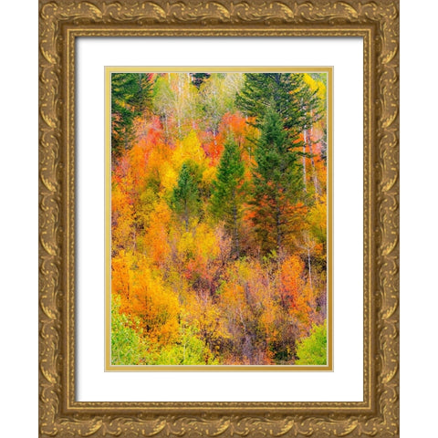 USA-Idaho-Highway 36 west of Liberty and hillsides covered with Canyon Maple and Aspens in autumn Gold Ornate Wood Framed Art Print with Double Matting by Gulin, Sylvia