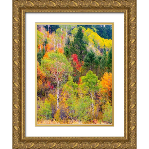 USA-Idaho-Highway 36 west of Liberty and hillsides covered with Canyon Maple and Aspens in autumn Gold Ornate Wood Framed Art Print with Double Matting by Gulin, Sylvia
