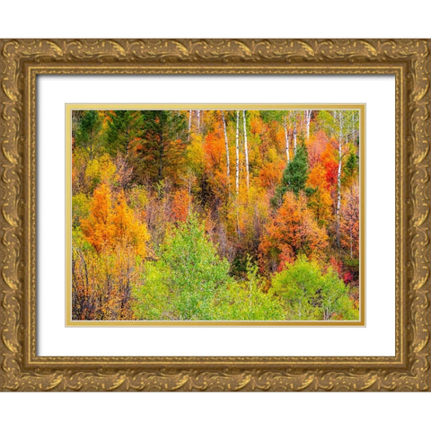 USA-Idaho-Highway 36 west of Liberty and hillsides covered with Canyon Maple and Aspens in autumn Gold Ornate Wood Framed Art Print with Double Matting by Gulin, Sylvia