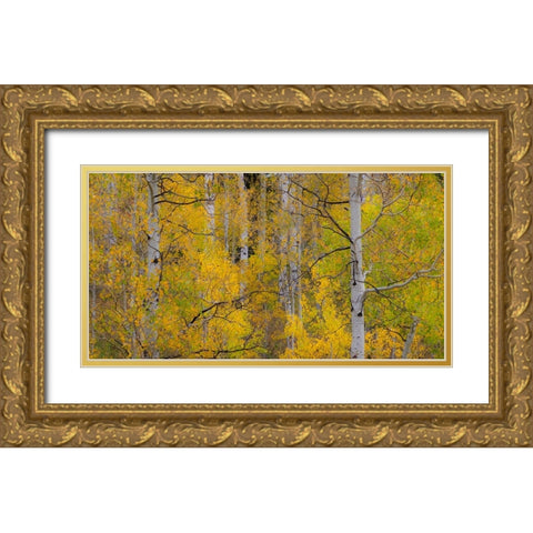 USA-Idaho-Highway 36 west of Liberty and hillsides covered with Aspens in autumn Gold Ornate Wood Framed Art Print with Double Matting by Gulin, Sylvia