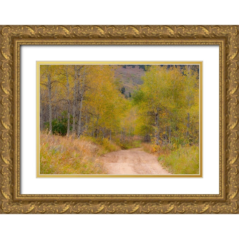 USA-Idaho-Highway 36 west of Liberty dirt road and Aspens in autumn Gold Ornate Wood Framed Art Print with Double Matting by Gulin, Sylvia
