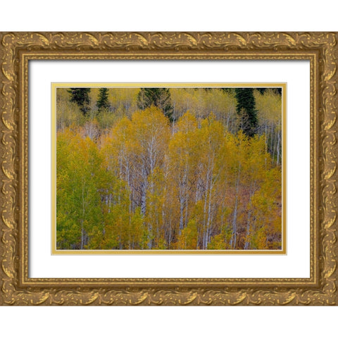 USA-Idaho-Highway 36 west of Liberty and hillsides covered with Aspens in autumn Gold Ornate Wood Framed Art Print with Double Matting by Gulin, Sylvia