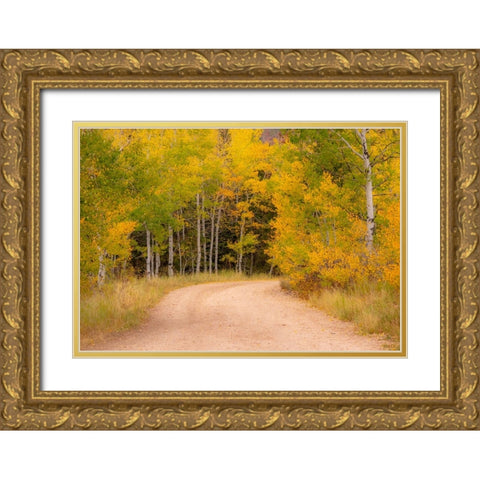 USA-Idaho-Highway 36 west of Liberty dirt road and Aspens in autumn Gold Ornate Wood Framed Art Print with Double Matting by Gulin, Sylvia