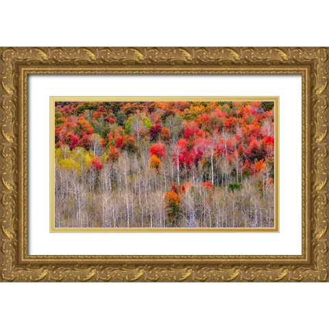 USA-Idaho-Highway 36 west of Liberty and hillsides covered with Canyon Maple and Aspens in autumn Gold Ornate Wood Framed Art Print with Double Matting by Gulin, Sylvia