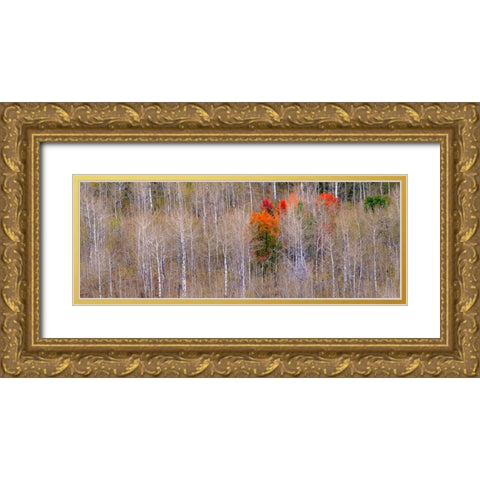USA-Idaho-Highway 36 west of Liberty and hillsides covered with Aspens in autumn with Canyon Maple Gold Ornate Wood Framed Art Print with Double Matting by Gulin, Sylvia
