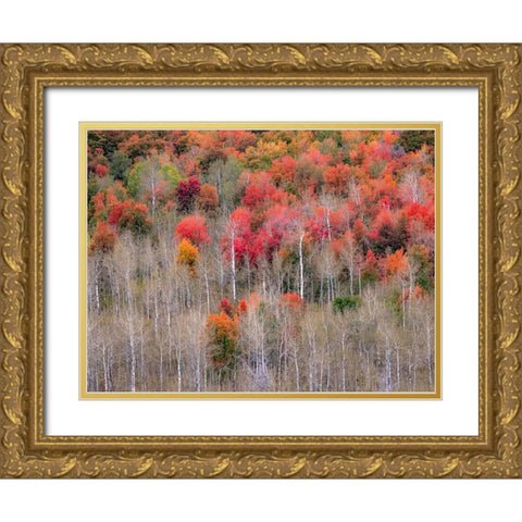 USA-Idaho-Highway 36 west of Liberty and hillsides covered with Canyon Maple and Aspens in autumn Gold Ornate Wood Framed Art Print with Double Matting by Gulin, Sylvia