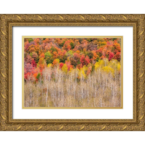 USA-Idaho-Highway 36 west of Liberty and hillsides covered with Canyon Maple and Aspens in autumn Gold Ornate Wood Framed Art Print with Double Matting by Gulin, Sylvia