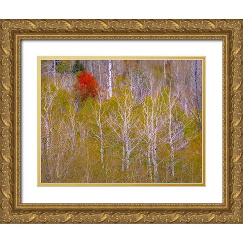 USA-Idaho-Highway 36 west of Liberty and hillsides covered with Canyon Maple and Aspens in autumn Gold Ornate Wood Framed Art Print with Double Matting by Gulin, Sylvia