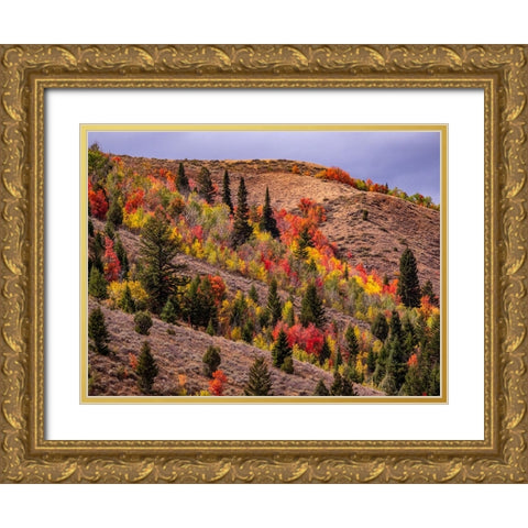 USA-Idaho-St Charles-hillside along dirt road 411 and Fall colored Canyon Maples in Reds Gold Ornate Wood Framed Art Print with Double Matting by Gulin, Sylvia