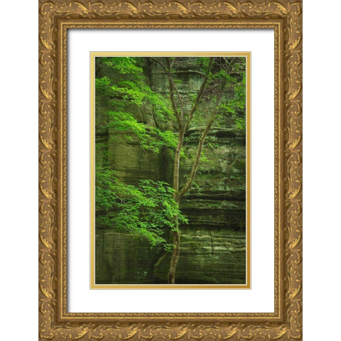 Kaskaskia Canyon-Starved Rock State Park-LaSalle County-Illinois Gold Ornate Wood Framed Art Print with Double Matting by Majchrowicz, Alan