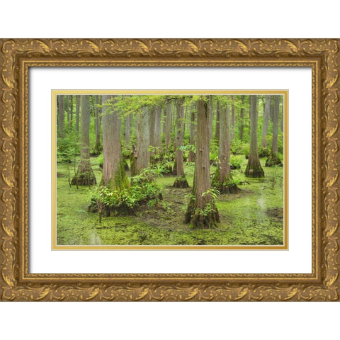 Cypress trees in Heron Pond-Cache River State Natural Area-Illinois Gold Ornate Wood Framed Art Print with Double Matting by Majchrowicz, Alan
