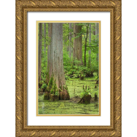 Cypress trees in Heron Pond-Cache River State Natural Area-Illinois Gold Ornate Wood Framed Art Print with Double Matting by Majchrowicz, Alan