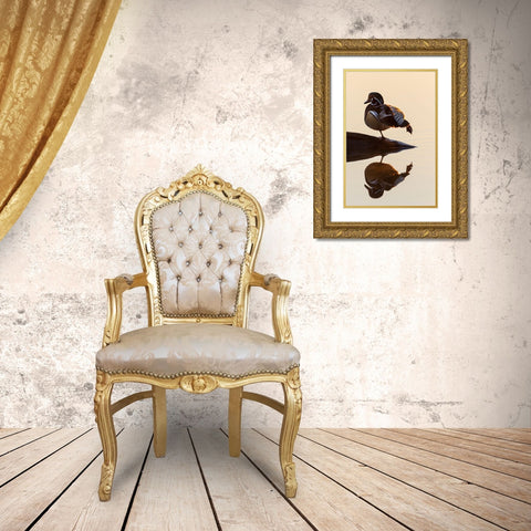 Wood Duck (Aix sponsa) male on log stretching in wetland at sunrise-Marion County-Illinois Gold Ornate Wood Framed Art Print with Double Matting by Day, Richard and Susan