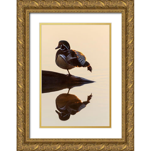 Wood Duck (Aix sponsa) male on log stretching in wetland at sunrise-Marion County-Illinois Gold Ornate Wood Framed Art Print with Double Matting by Day, Richard and Susan