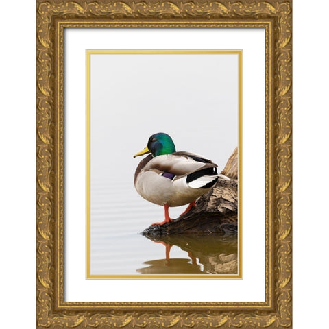 Mallard (Anas platyrhynchos) male on log in wetland-Marion County-Illinois Gold Ornate Wood Framed Art Print with Double Matting by Day, Richard and Susan