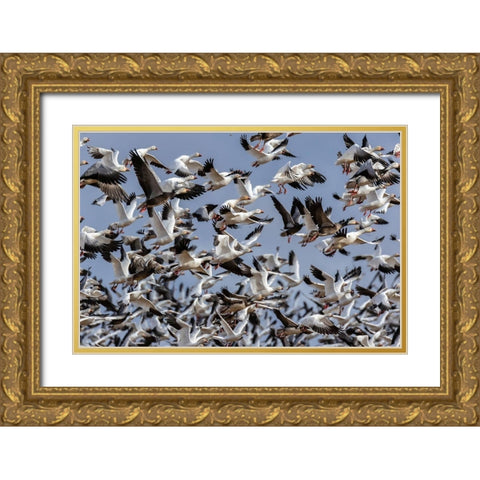 Snow Geese (Anser caerulescens) in flight-Marion County-Illinois Gold Ornate Wood Framed Art Print with Double Matting by Day, Richard and Susan
