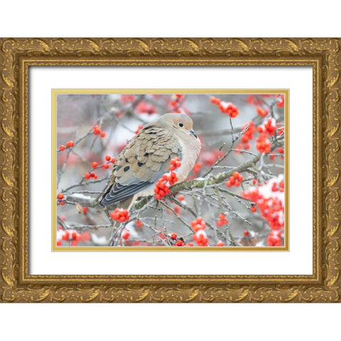 Mourning Dove (Zenaida macroura) in Winterberry bush-Marion County-Illinois Gold Ornate Wood Framed Art Print with Double Matting by Day, Richard and Susan