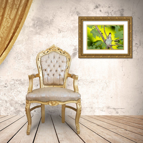 Ruby-throated Hummingbird female feeding young at nest-Marion County-Illinois Gold Ornate Wood Framed Art Print with Double Matting by Day, Richard and Susan
