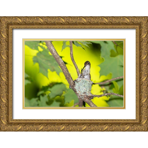 Ruby-throated Hummingbird female feeding young at nest-Marion County-Illinois Gold Ornate Wood Framed Art Print with Double Matting by Day, Richard and Susan