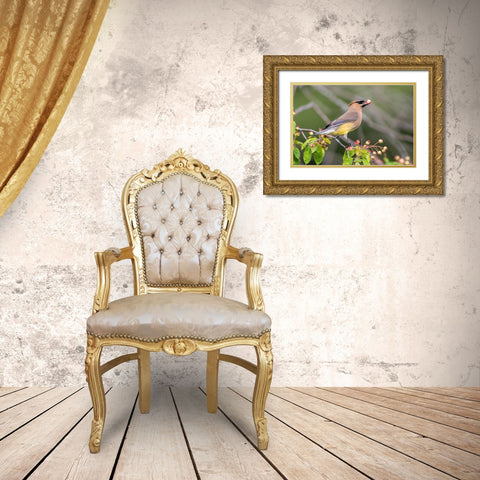 Cedar Waxwing eating berry in Serviceberry Bush (Amelanchier canadensis)-Marion County-Illinois Gold Ornate Wood Framed Art Print with Double Matting by Day, Richard and Susan