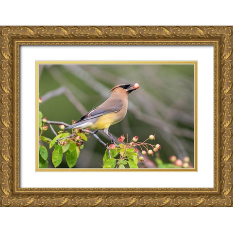 Cedar Waxwing eating berry in Serviceberry Bush (Amelanchier canadensis)-Marion County-Illinois Gold Ornate Wood Framed Art Print with Double Matting by Day, Richard and Susan