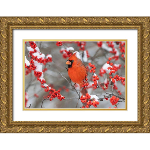 Northern Cardinal male in Winterberry bush in winter-Marion County-Illinois Gold Ornate Wood Framed Art Print with Double Matting by Day, Richard and Susan