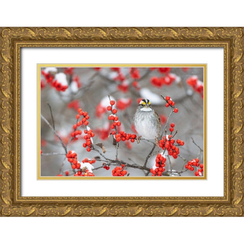 White-throated Sparrow in Winterberry bush in winter-Marion County-Illinois Gold Ornate Wood Framed Art Print with Double Matting by Day, Richard and Susan