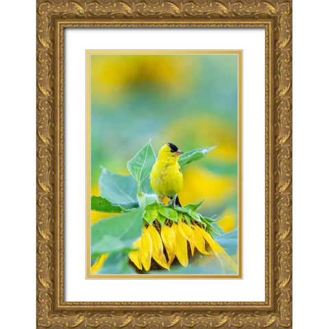 American Goldfinch male on Sunflower Sam Parr St Pk Jasper County-Illinois Gold Ornate Wood Framed Art Print with Double Matting by Day, Richard and Susan