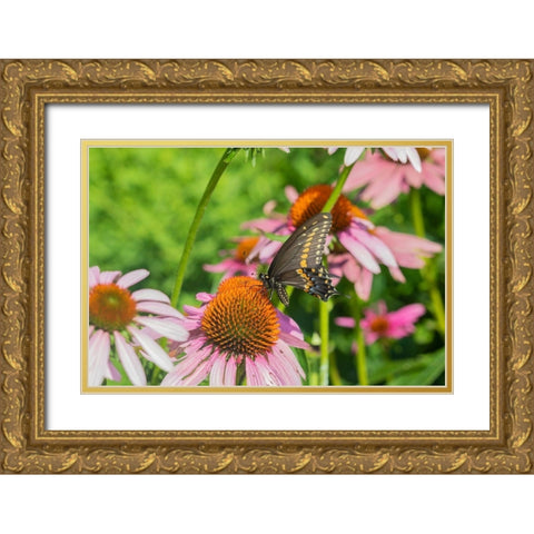 Black Swallowtail male on Purple Coneflower -Marion County-Illinois Gold Ornate Wood Framed Art Print with Double Matting by Day, Richard and Susan