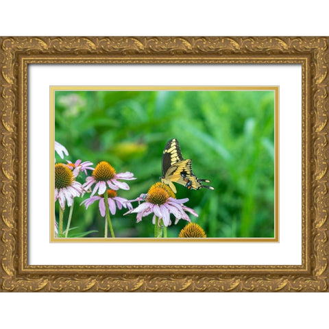 Giant Swallowtail on Purple Coneflower -Marion County-Illinois Gold Ornate Wood Framed Art Print with Double Matting by Day, Richard and Susan