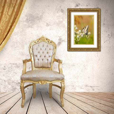 Eastern Tiger Swallowtail on Rattlesnake Master (Eryngium yuccifolium)-Marion County-Illinois Gold Ornate Wood Framed Art Print with Double Matting by Day, Richard and Susan