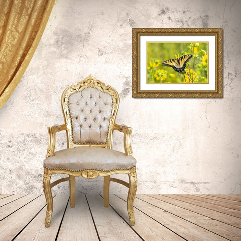 Eastern Tiger Swallowtail on Rosin Weed (Silphium integrifolium)-Marion County-Illinois Gold Ornate Wood Framed Art Print with Double Matting by Day, Richard and Susan