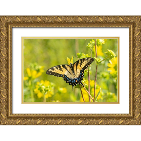 Eastern Tiger Swallowtail on Rosin Weed (Silphium integrifolium)-Marion County-Illinois Gold Ornate Wood Framed Art Print with Double Matting by Day, Richard and Susan