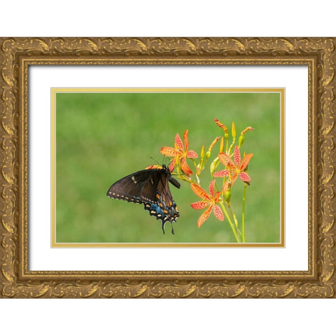 Eastern Tiger Swallowtail female on Blackberry Lily (Belamcanda chinensis)-Marion County-Illinois Gold Ornate Wood Framed Art Print with Double Matting by Day, Richard and Susan