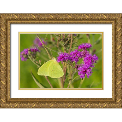 Cloudless Sulphur (Phoebis sennae) on Missouri Ironweed (Veronia missurica)-Marion County-Illinois Gold Ornate Wood Framed Art Print with Double Matting by Day, Richard and Susan