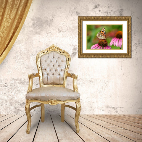 Painted Lady (Vanessa cardui) on Purple Coneflower -Marion County-Illinois Gold Ornate Wood Framed Art Print with Double Matting by Day, Richard and Susan
