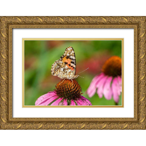 Painted Lady (Vanessa cardui) on Purple Coneflower -Marion County-Illinois Gold Ornate Wood Framed Art Print with Double Matting by Day, Richard and Susan