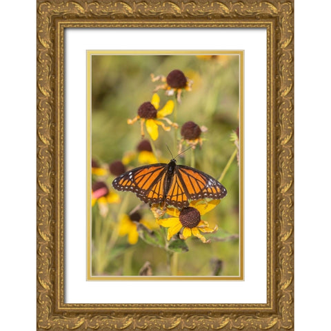 Viceroy (Limenitis arthemis) on Sneezeweed (Helenium sp)-Effingham County-Illinois Gold Ornate Wood Framed Art Print with Double Matting by Day, Richard and Susan