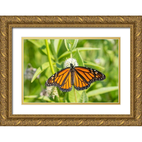Monarch (Danaus plexippus) on Rattlesnake Master (Eryngium yuccifolium)-Marion County-Illinois Gold Ornate Wood Framed Art Print with Double Matting by Day, Richard and Susan