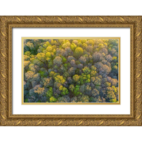 Aerial view of forest in spring-Marion County-Illinois Gold Ornate Wood Framed Art Print with Double Matting by Day, Richard and Susan