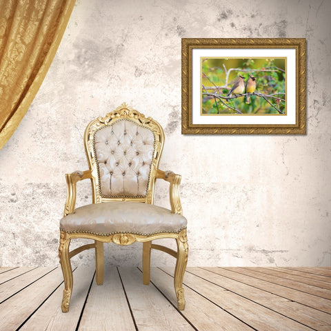 Cedar Waxwings exchanging berry in Serviceberry Bush Gold Ornate Wood Framed Art Print with Double Matting by Day, Richard and Susan