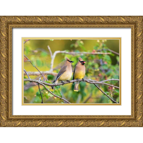 Cedar Waxwings exchanging berry in Serviceberry Bush Gold Ornate Wood Framed Art Print with Double Matting by Day, Richard and Susan