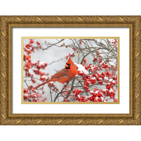 Northern Cardinal male in Winterberry bush in winter Gold Ornate Wood Framed Art Print with Double Matting by Day, Richard and Susan
