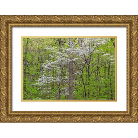 Flowering Dogwood Tree (Cornus florida) in spring Stephen A Forbes St Park Gold Ornate Wood Framed Art Print with Double Matting by Day, Richard and Susan
